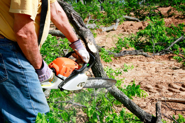 Best Best Tree Removal Services  in Homosassa Springs, FL